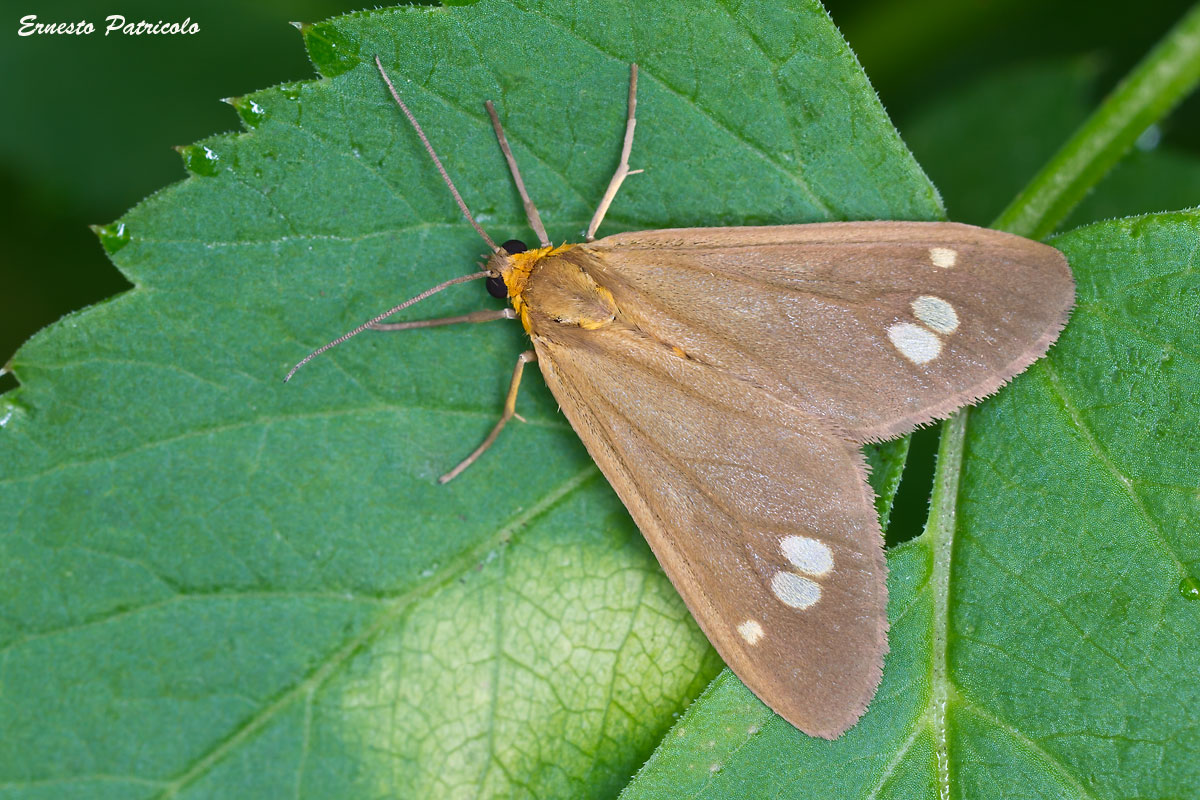 farfalla da identificare - Dysauxes ancilla